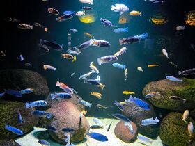 Tropical fish tank — Zoo Aquarium, Mon 10 Aug 2026
